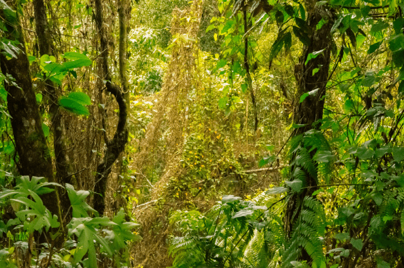 viajes a la naturaleza en medellín