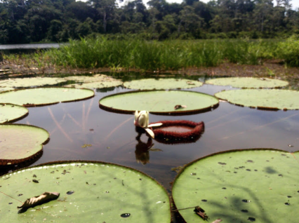 victoria regia-Viajes por Colombia en Semana Santa