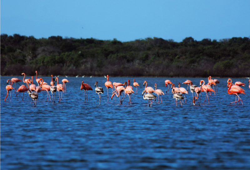 Ranches and Flamingos in Palomino,Guajira - Go and Travel.