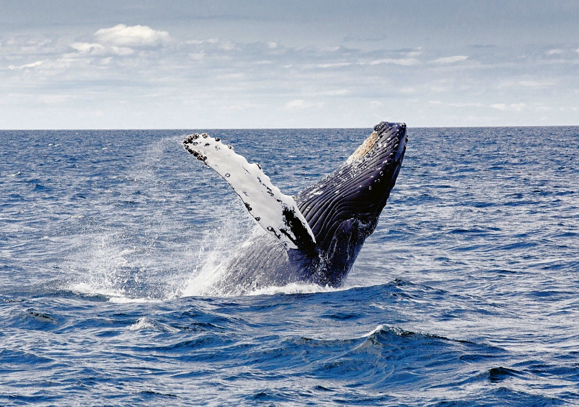 Avistamiento de ballenas en Nuquí con Go And Travel-Colombia Semana Santa