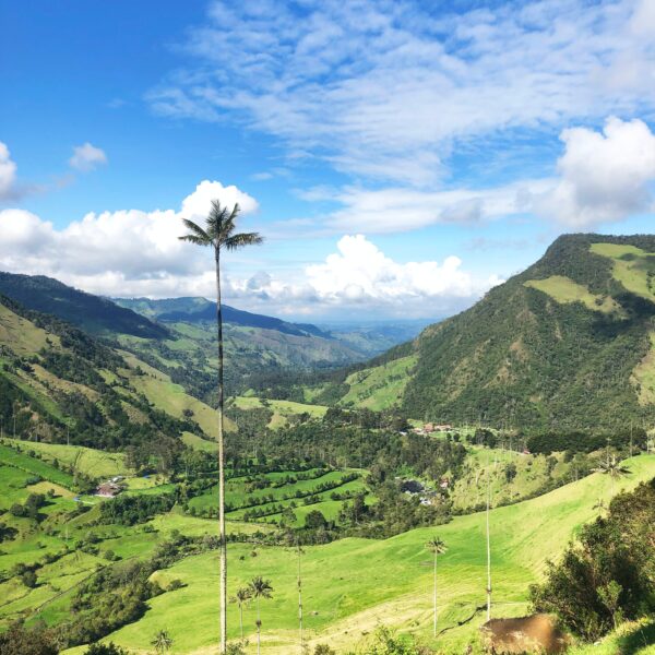 Valle del Cocora, Quindio, Colombia