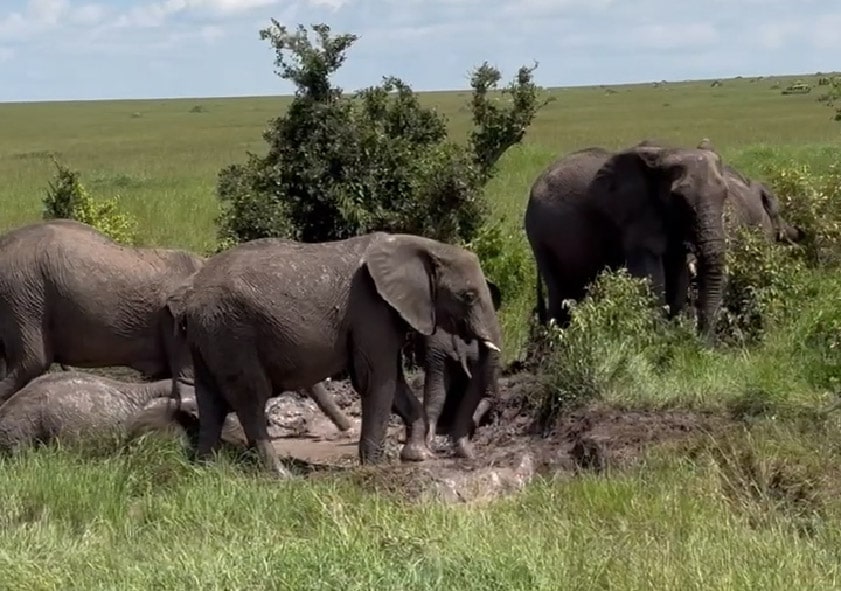 Safari a Kenia: Pequeños exploradores