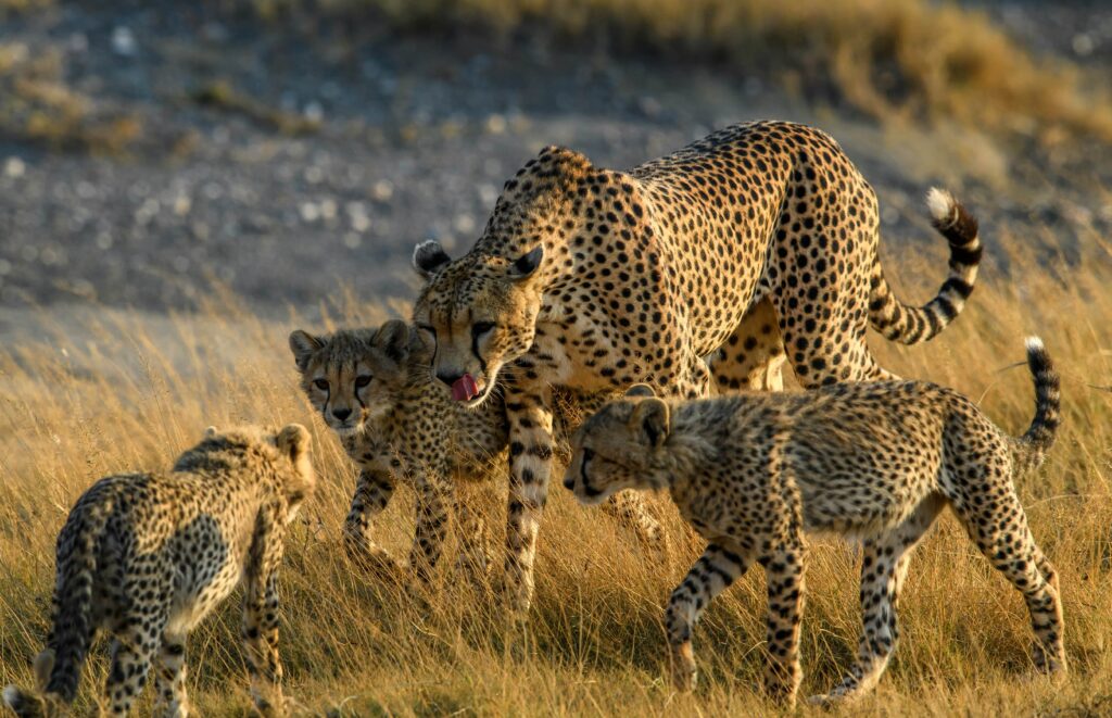 KENIA CONSEJOS PRÁCTICOS