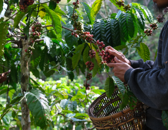 Trilogía de Oro: Valles, Aromas y Murallas